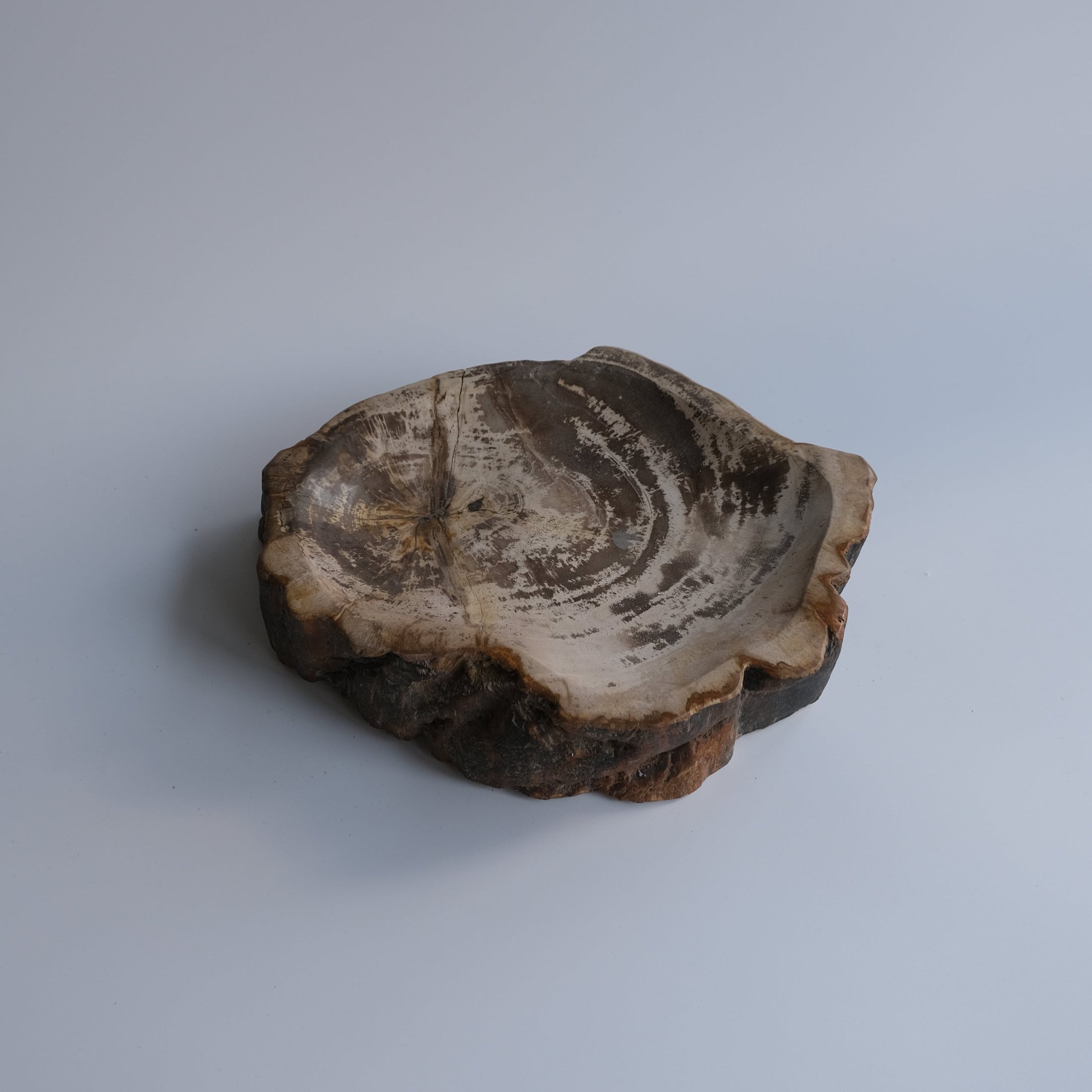 珪化木 Accessory Tray #223 / OAK Petrified Wood – ENTown