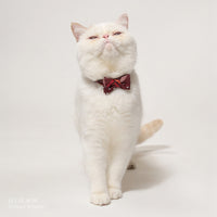 ÉCLAT BOW |Bordeaux Elegance