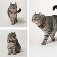 ÉCLAT BOW |Bordeaux Elegance