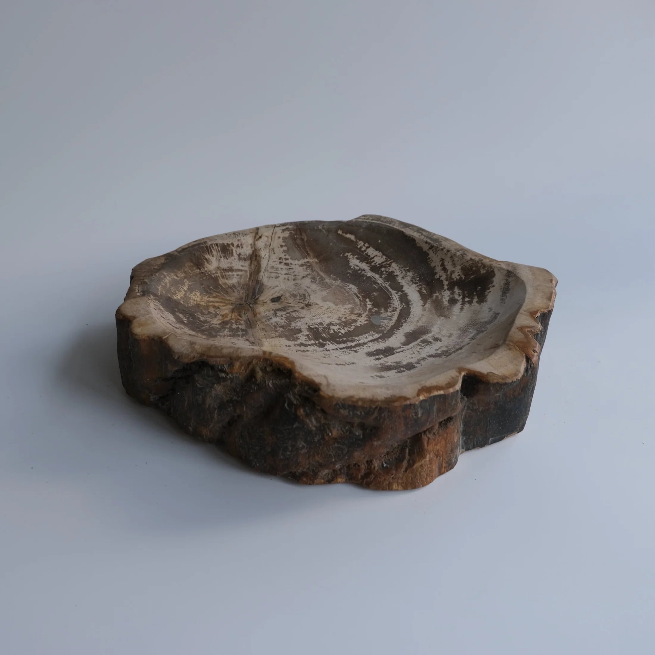 珪化木 Accessory Tray #223 / OAK Petrified Wood – ENTown