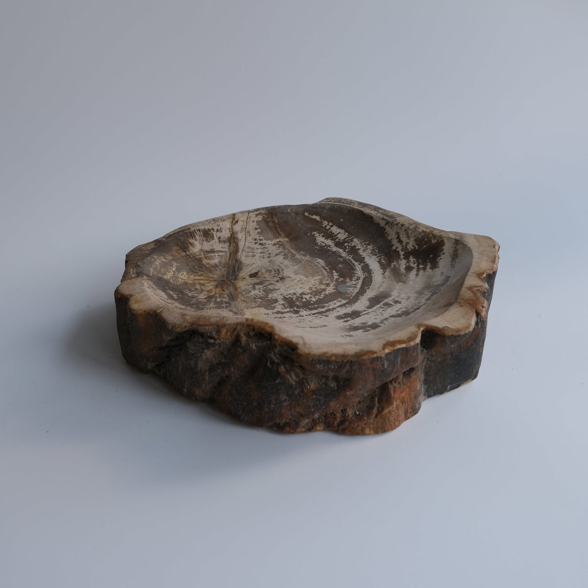 珪化木 Accessory Tray #223 / OAK Petrified Wood – ENTown