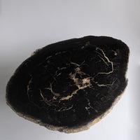 珪化木 Round Table #008 / OAK Petrified Wood
