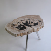 珪化木 Round Table #010 / OAK Petrified Wood