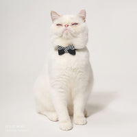 ÉCLAT BOW | Monotone Symphony