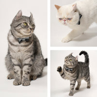 ÉCLAT BOW | Monotone Symphony