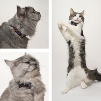 ÉCLAT BOW | Navy Glow