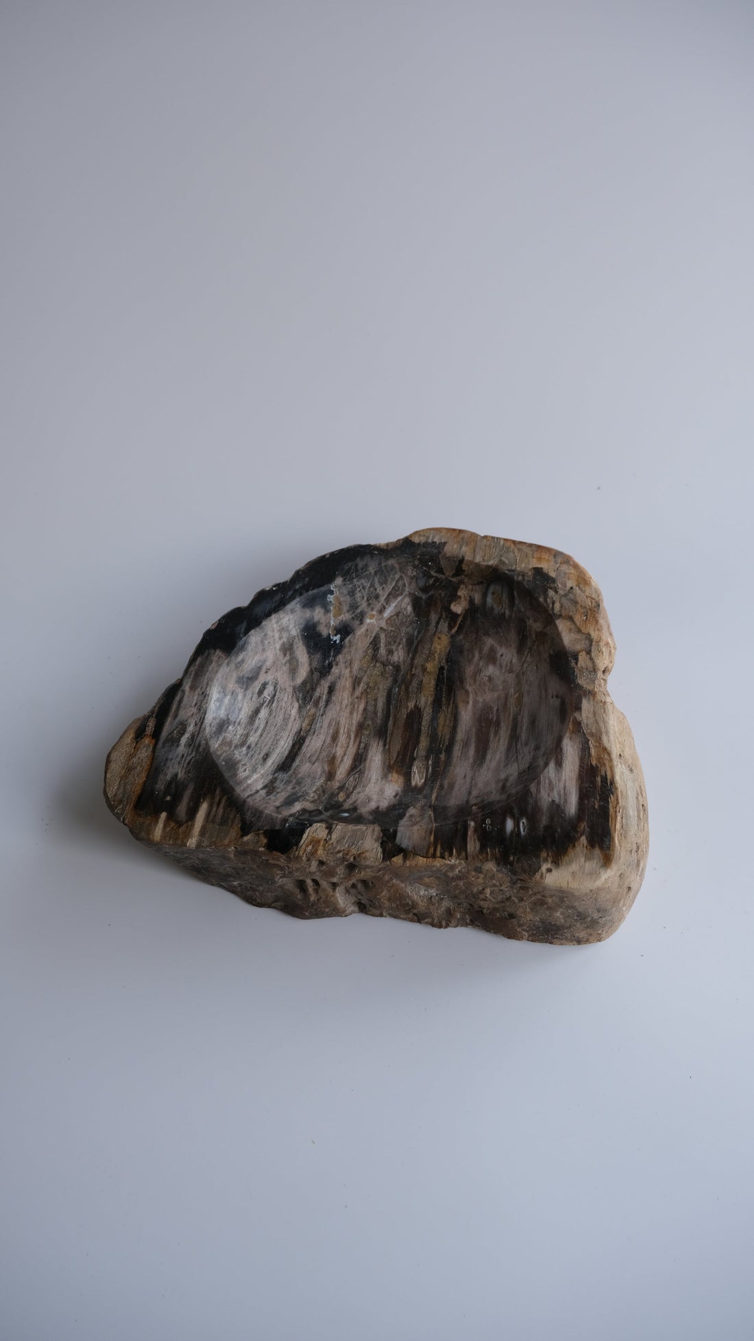 珪化木 Accessory Tray #229 / OAK Petrified Wood