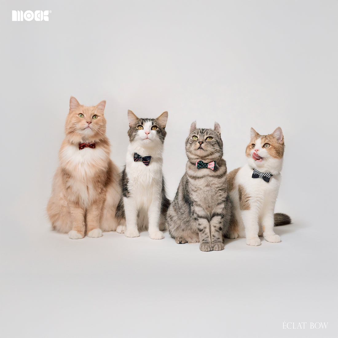 ÉCLAT BOW ｜Smile Harmony
