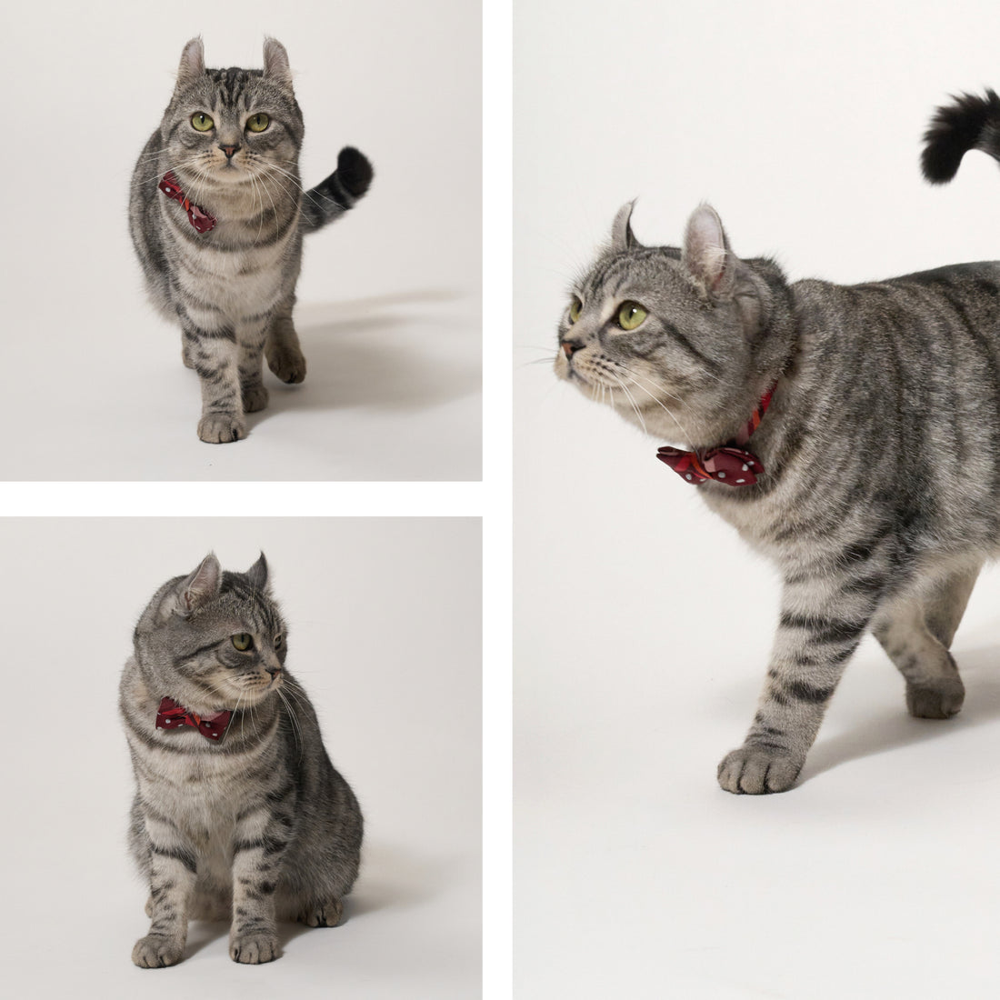 ÉCLAT BOW ｜Bordeaux Elegance