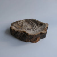 珪化木 Accessory Tray #223 / OAK Petrified Wood