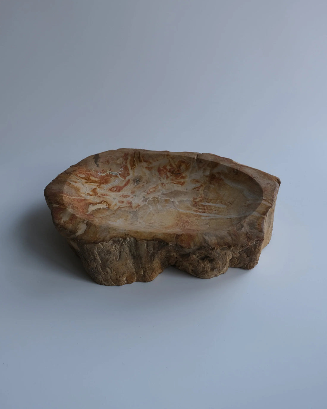 珪化木 Accessory Tray #239 / OAK Petrified Wood