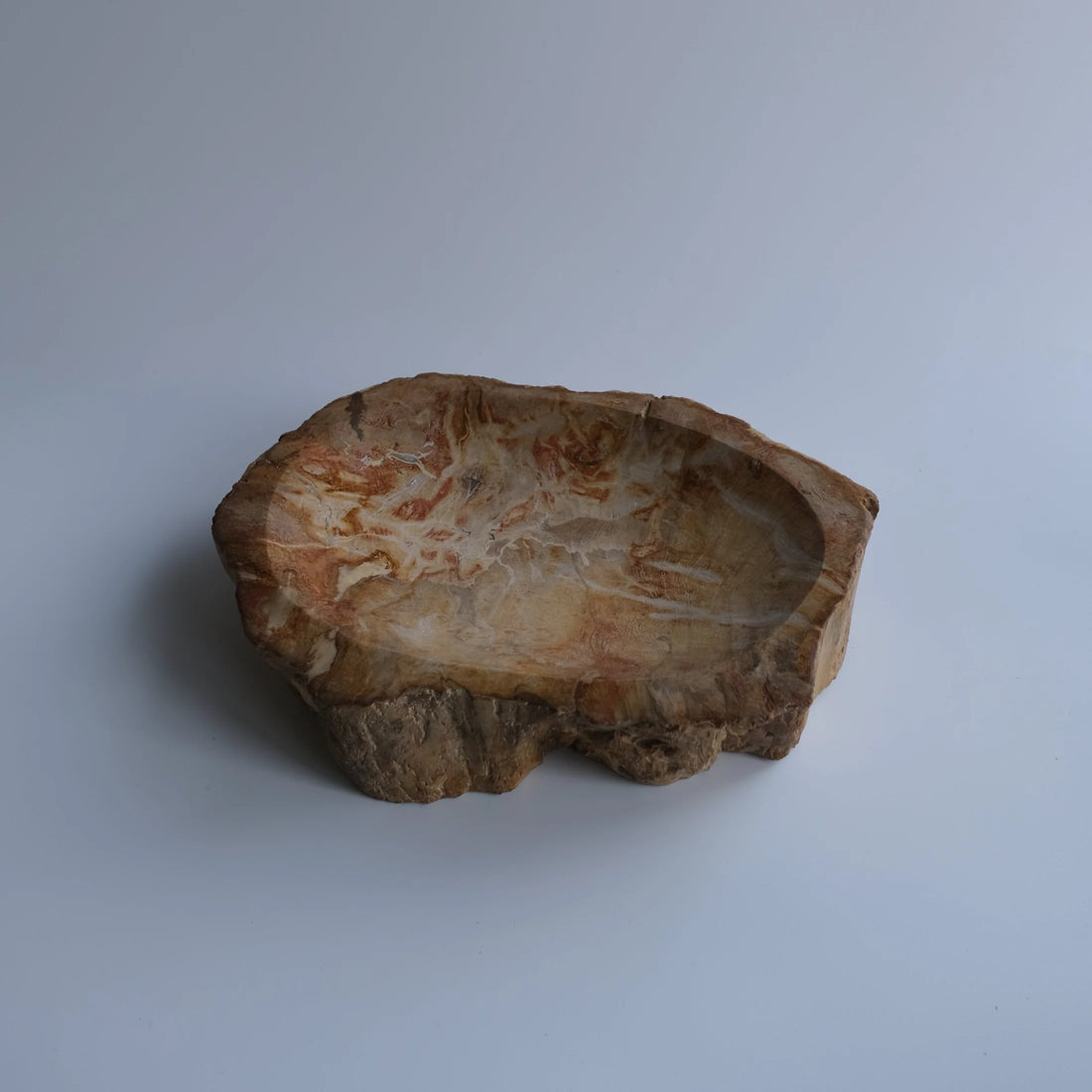 珪化木 Accessory Tray #239 / OAK Petrified Wood