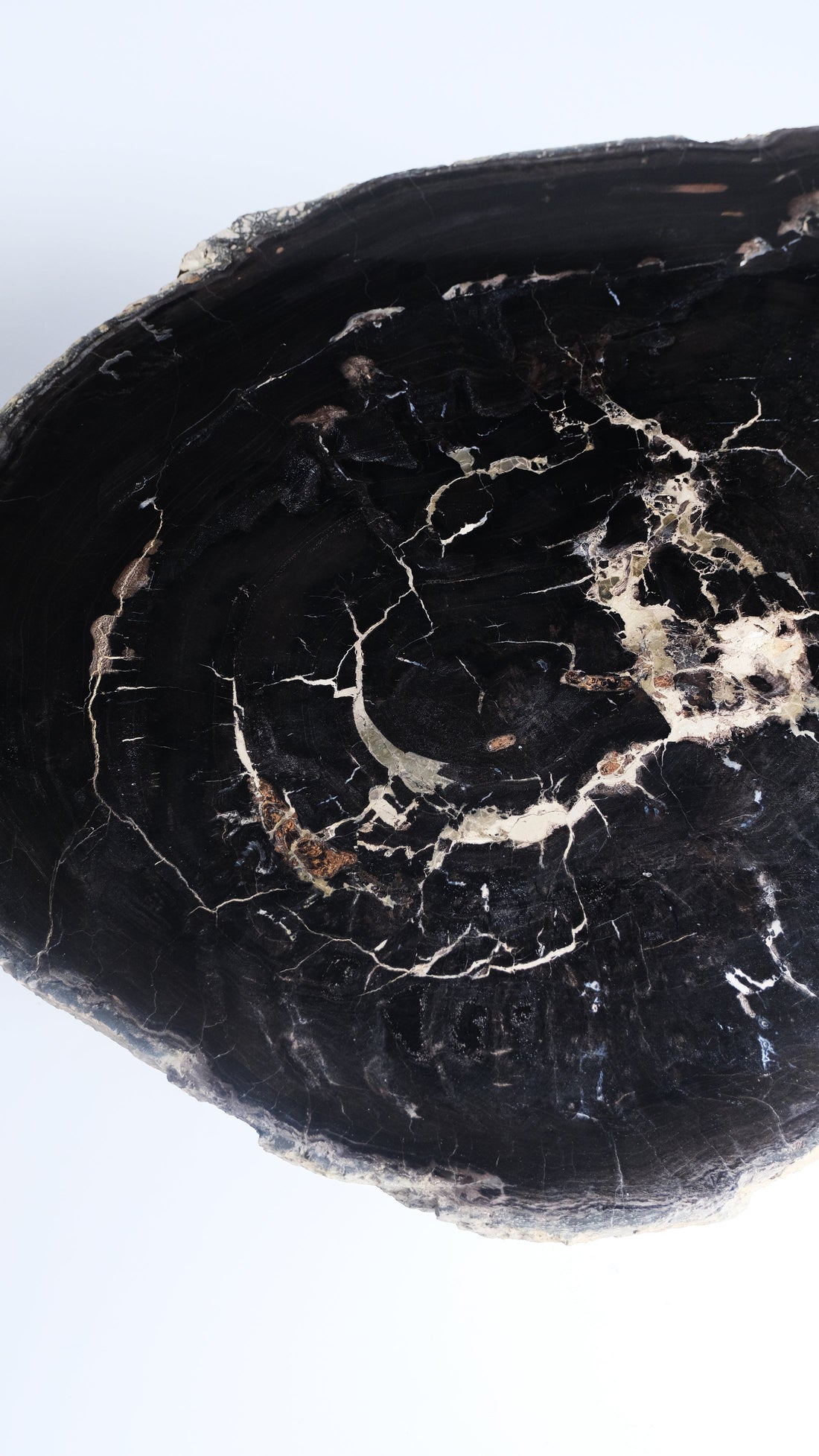 珪化木 Round Table #008 / OAK Petrified Wood