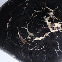 珪化木 Round Table #008 / OAK Petrified Wood