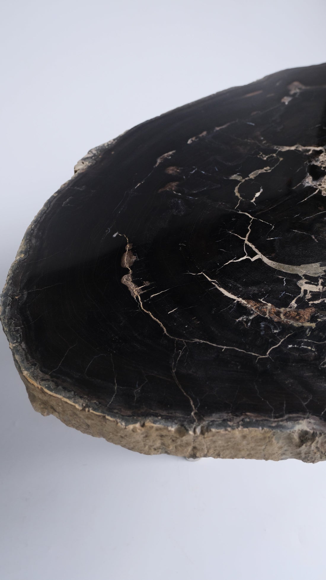 珪化木 Round Table #008 / OAK Petrified Wood