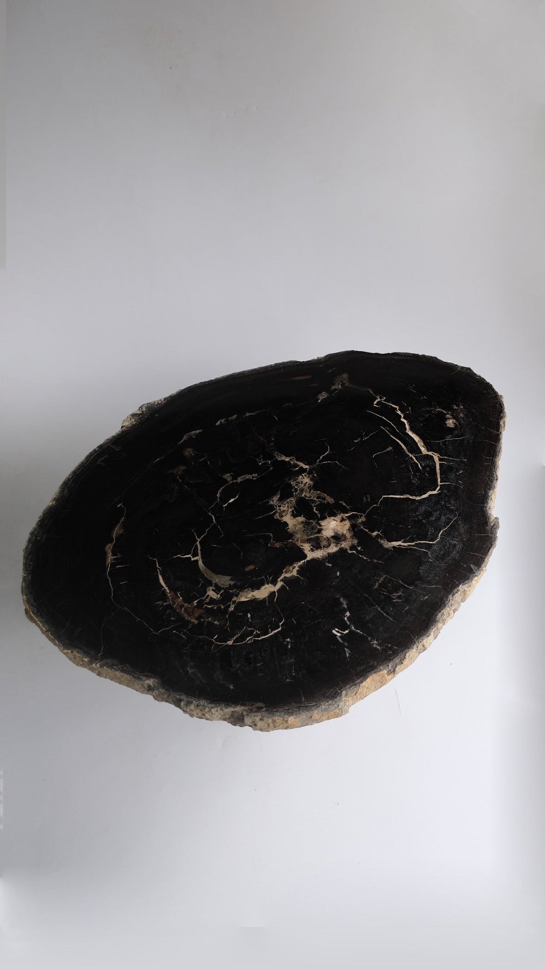 珪化木 Round Table #008 / OAK Petrified Wood