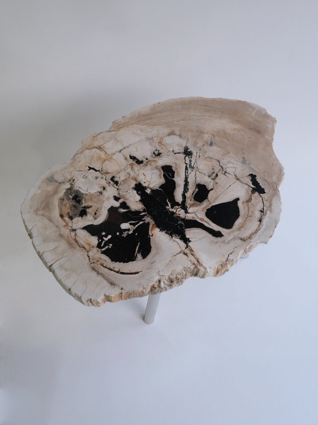 珪化木 Round Table #010 / OAK Petrified Wood