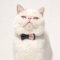 ÉCLAT BOW ｜Smile Harmony