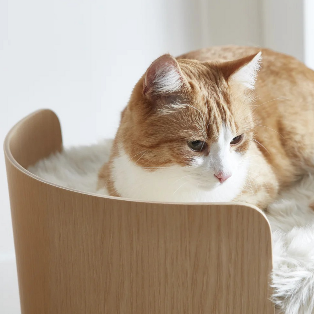 Torre Cat Scratch Tower