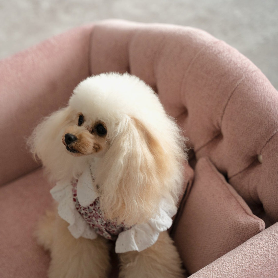 Alies Pet Sofa