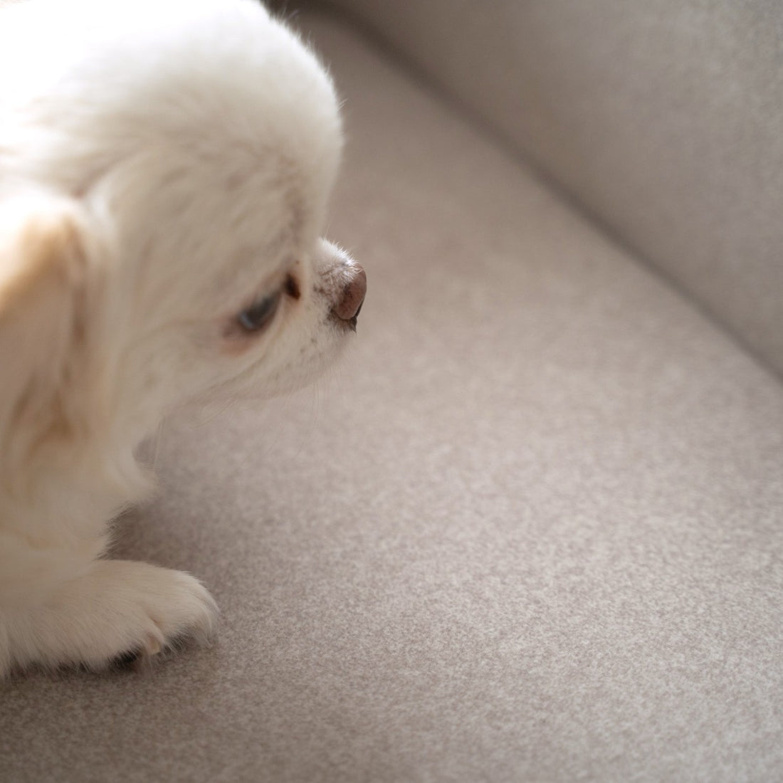 Grazia Pet Sofa